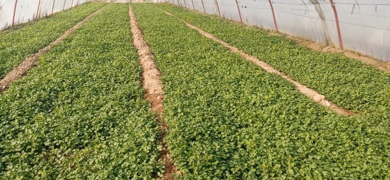 大棚圆叶菠菜大量上市，大掉价。