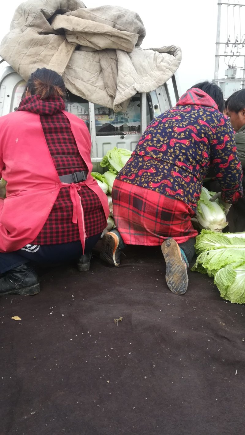 河北邢台石家庄大白菜净菜长菜大量供应，黄心无虫眼无烧心