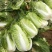 河北邢台石家庄大白菜净菜长菜大量供应，黄心无虫眼无烧心
