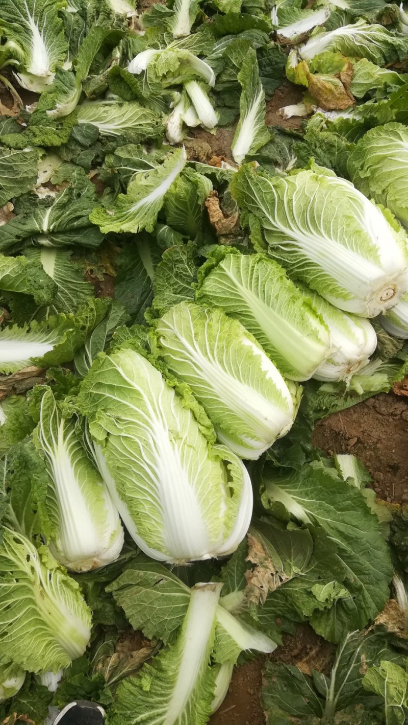 河北邢台石家庄大白菜净菜长菜大量供应，黄心无虫眼无烧心