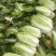 河北邢台石家庄大白菜净菜长菜大量供应，黄心无虫眼无烧心