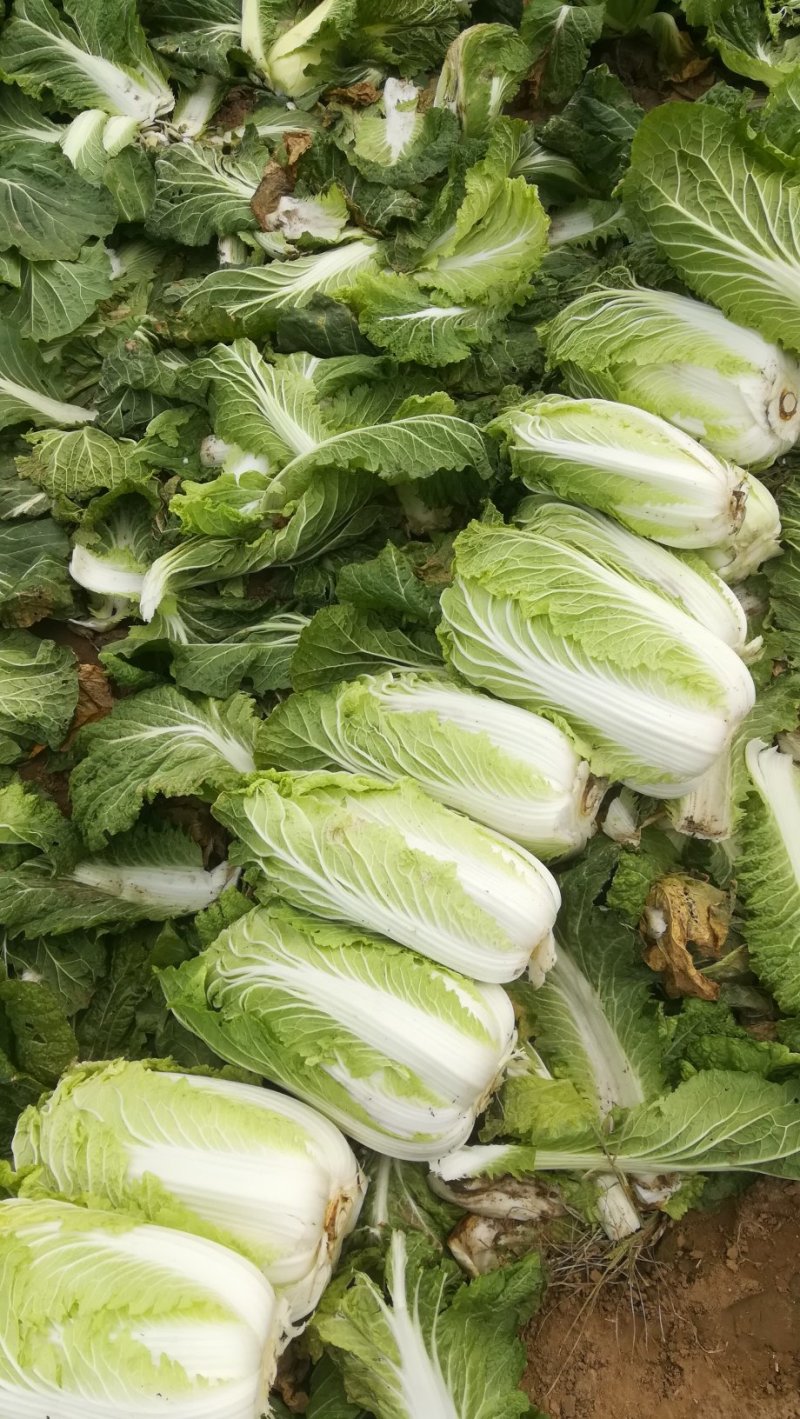 河北邢台石家庄大白菜净菜长菜大量供应，黄心无虫眼无烧心