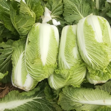 河北邢台石家庄大白菜净菜长菜大量供应，黄心无虫眼无烧心