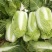 河北邢台石家庄大白菜净菜长菜大量供应，黄心无虫眼无烧心