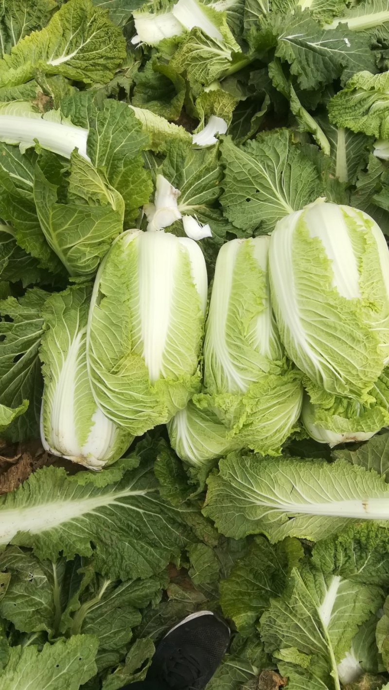 河北邢台石家庄大白菜净菜长菜大量供应，黄心无虫眼无烧心