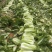 河北邢台石家庄大白菜净菜长菜大量供应，黄心无虫眼无烧心
