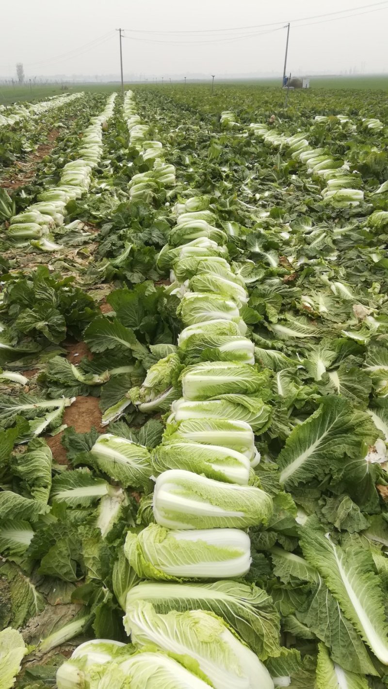 河北邢台石家庄大白菜净菜长菜大量供应，黄心无虫眼无烧心