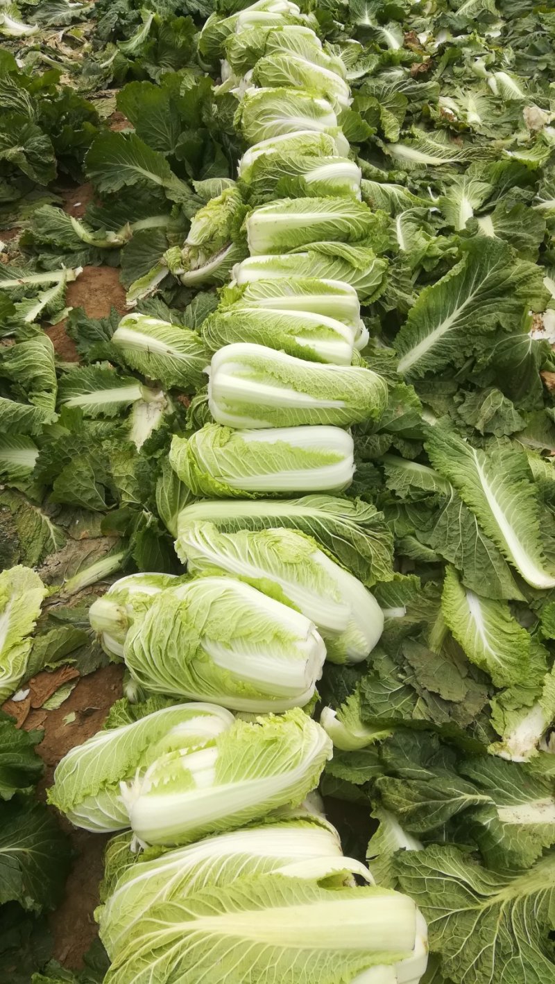 河北邢台石家庄大白菜净菜长菜大量供应，黄心无虫眼无烧心