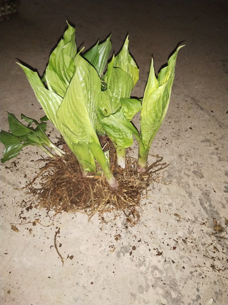 玉簪