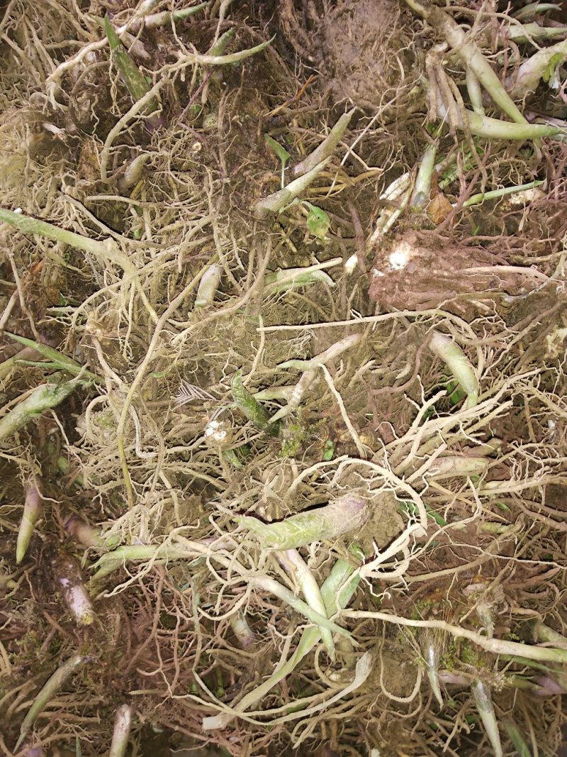 玉簪