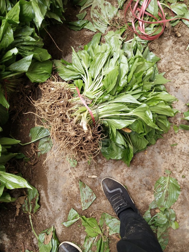 玉簪