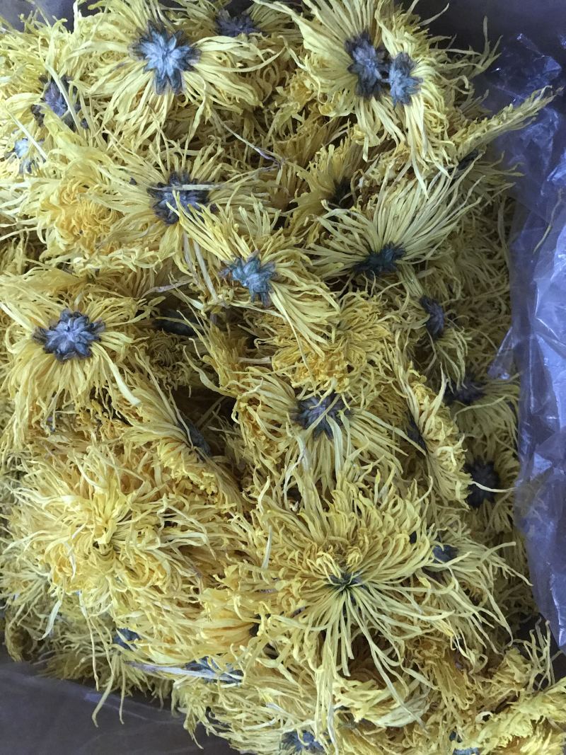 金丝皇菊