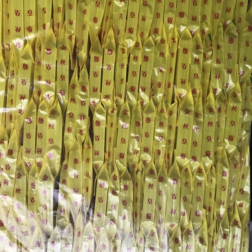 金丝皇菊