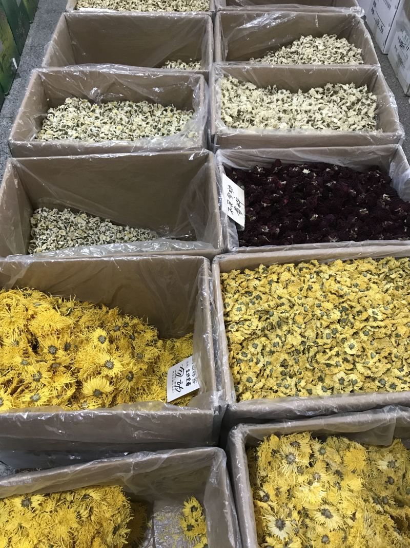 金丝皇菊