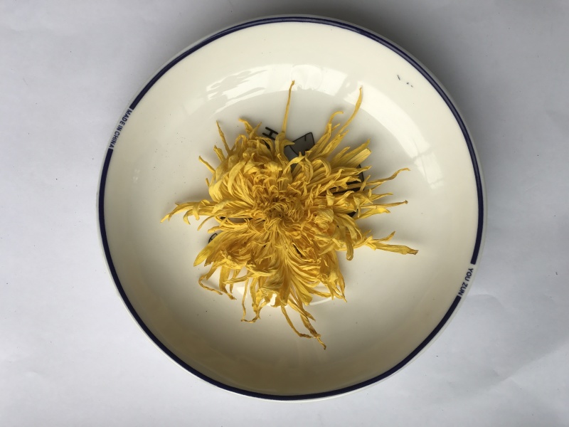 金丝皇菊