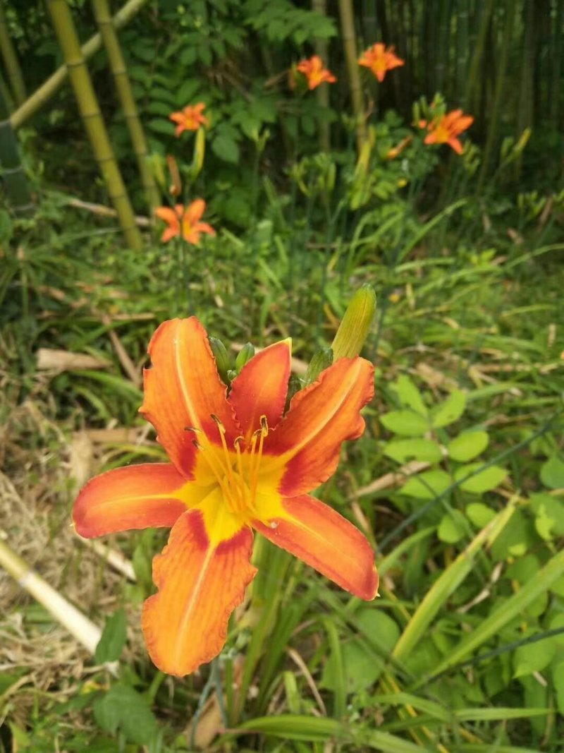 萱草