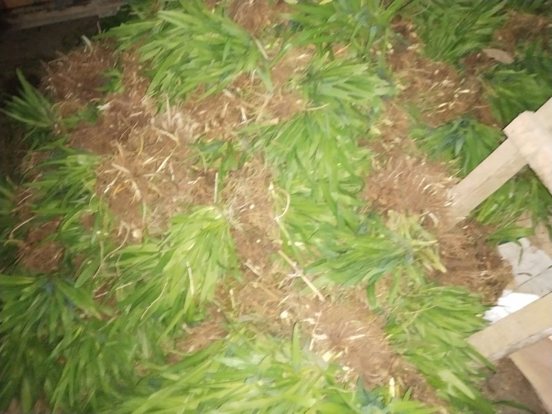 萱草
