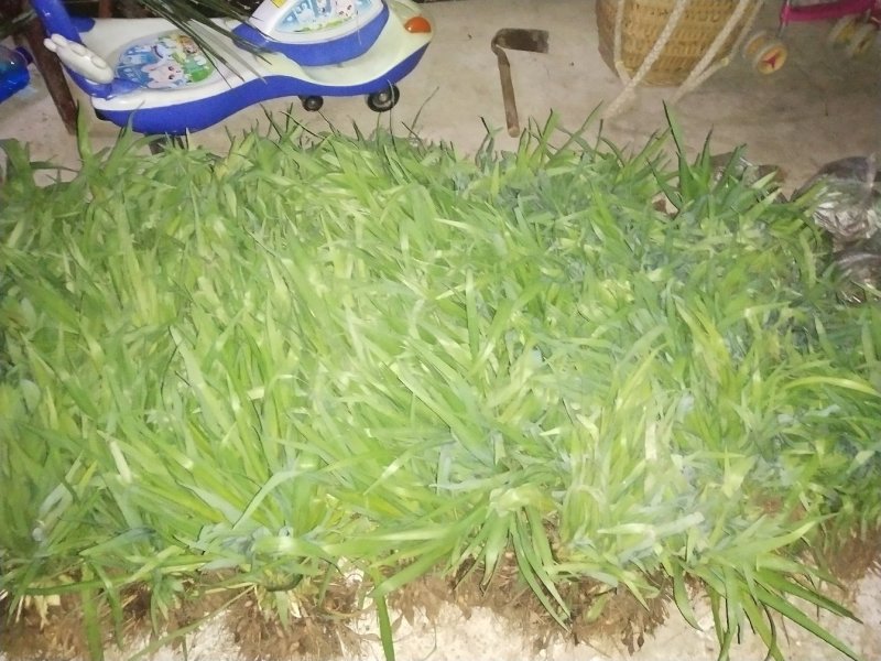 萱草