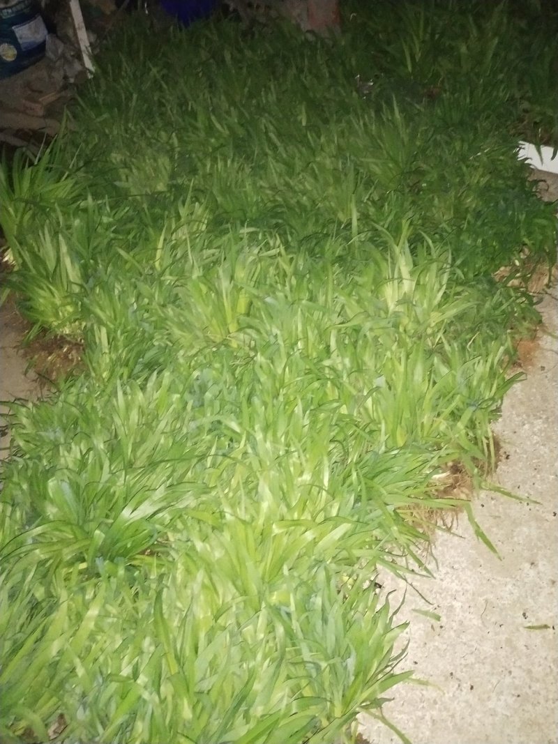 萱草