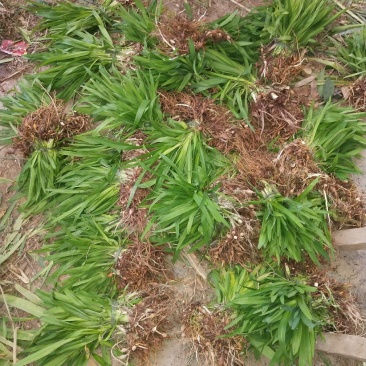 萱草