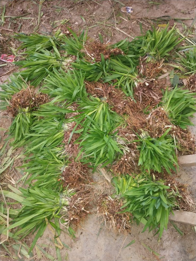 萱草