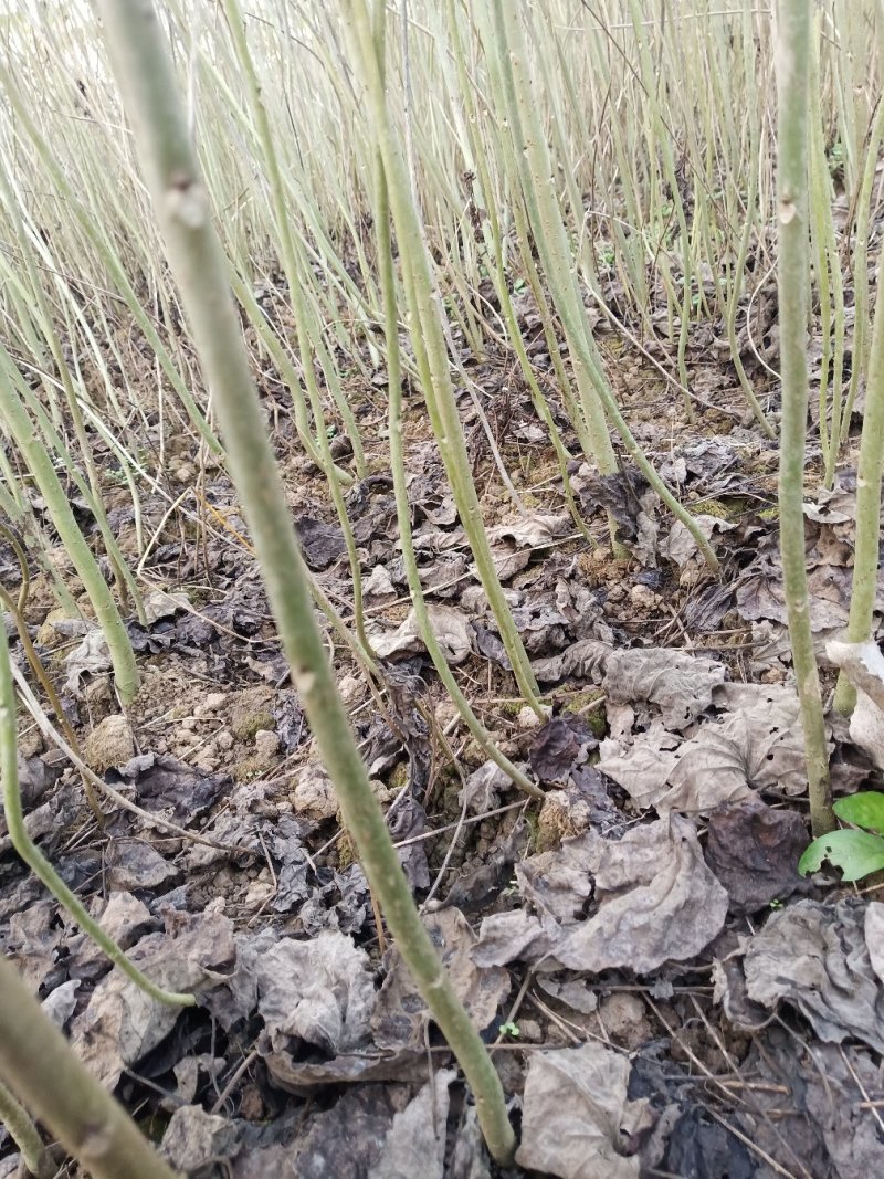 山桐子树苗是药食同源的木本油料树种，也是国家提昌种植的树