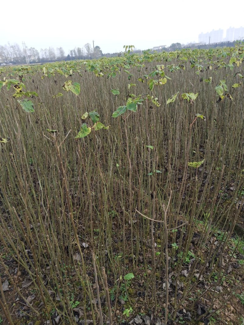 山桐子树苗是药食同源的木本油料树种，也是国家提昌种植的树