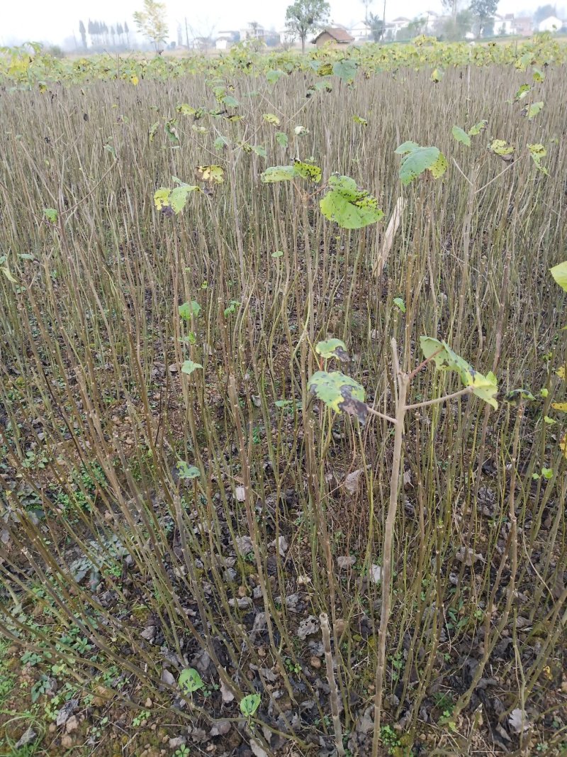 山桐子树苗是药食同源的木本油料树种，也是国家提昌种植的树