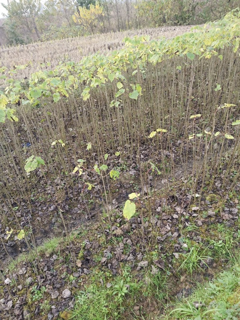 山桐子树苗是药食同源的木本油料树种，也是国家提昌种植的树