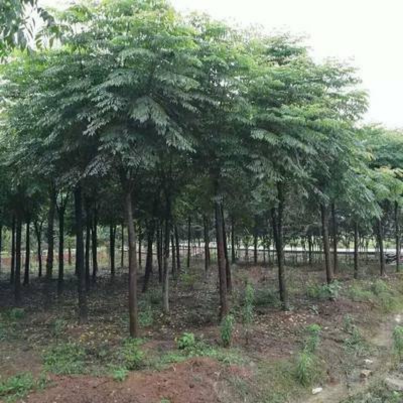 黄山栾树工程苗绿化苗供应规格3-18公分量大价优