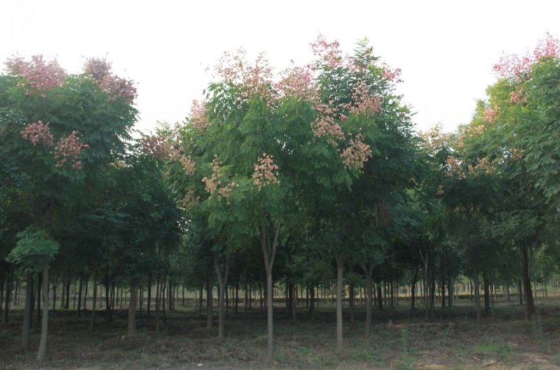 黄山栾树工程苗绿化苗供应规格3-18公分量大价优