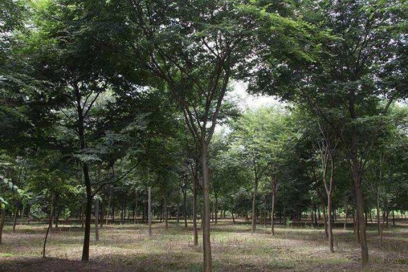 黄山栾树工程苗绿化苗供应规格3-18公分量大价优