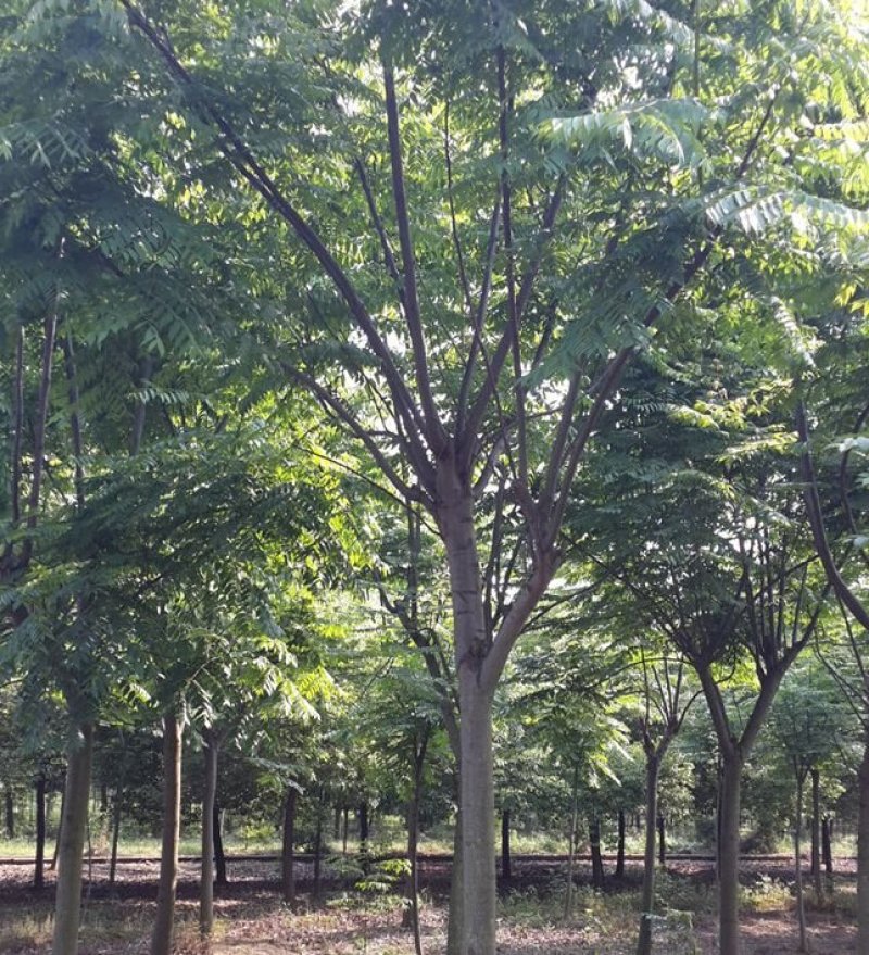 黄山栾树工程苗绿化苗供应规格3-18公分量大价优