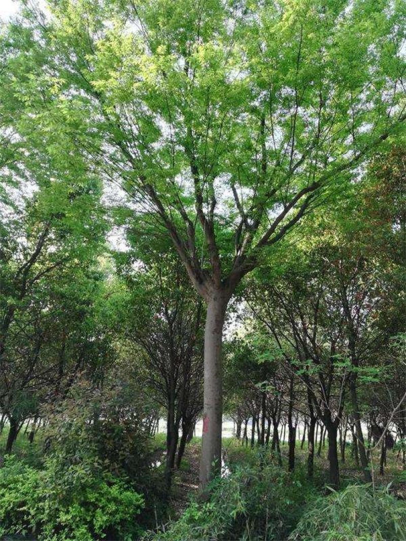 黄山栾树工程苗绿化苗供应规格3-18公分量大价优