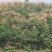 黄山栾树工程苗绿化苗供应规格3-18公分量大价优