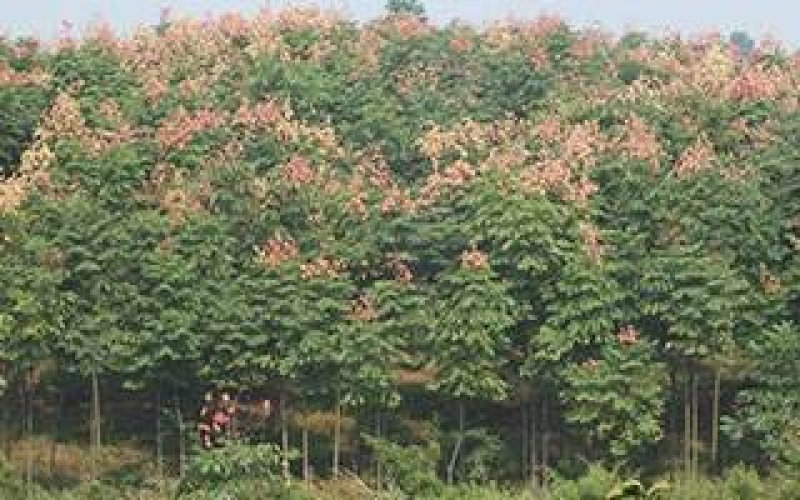 黄山栾树工程苗绿化苗供应规格3-18公分量大价优