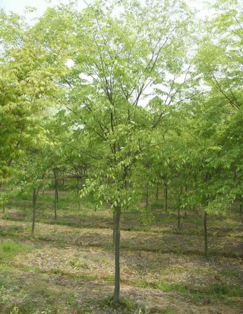 黄山栾树工程苗绿化苗供应规格3-18公分量大价优