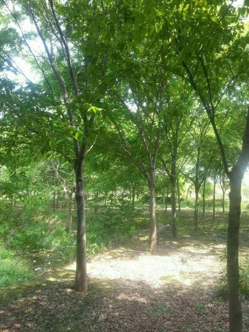 黄山栾树工程苗绿化苗供应规格3-18公分量大价优