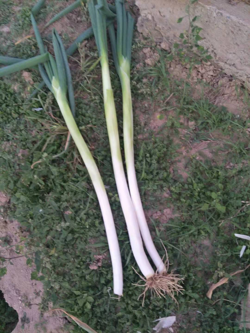 日本钢葱铁杆大葱
