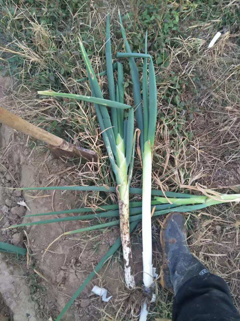 日本钢葱铁杆大葱