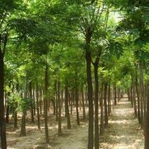 国槐树工程苗绿化苗供应规格胸径3-20公分量大价优