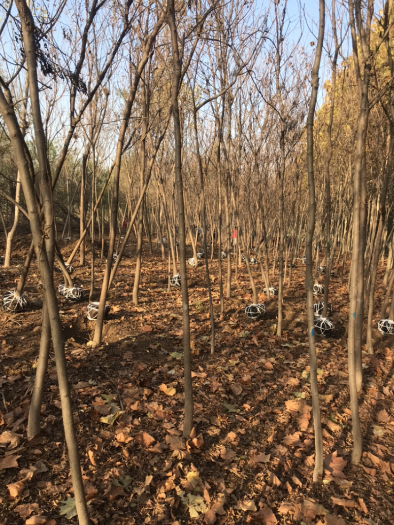北栾5公分北栾6公分北栾价格8公分北栾10公分北栾