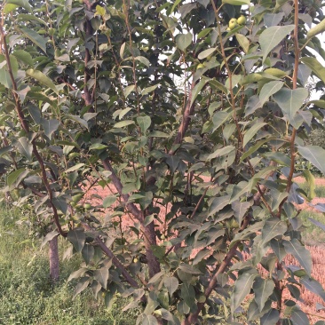 梨树处理