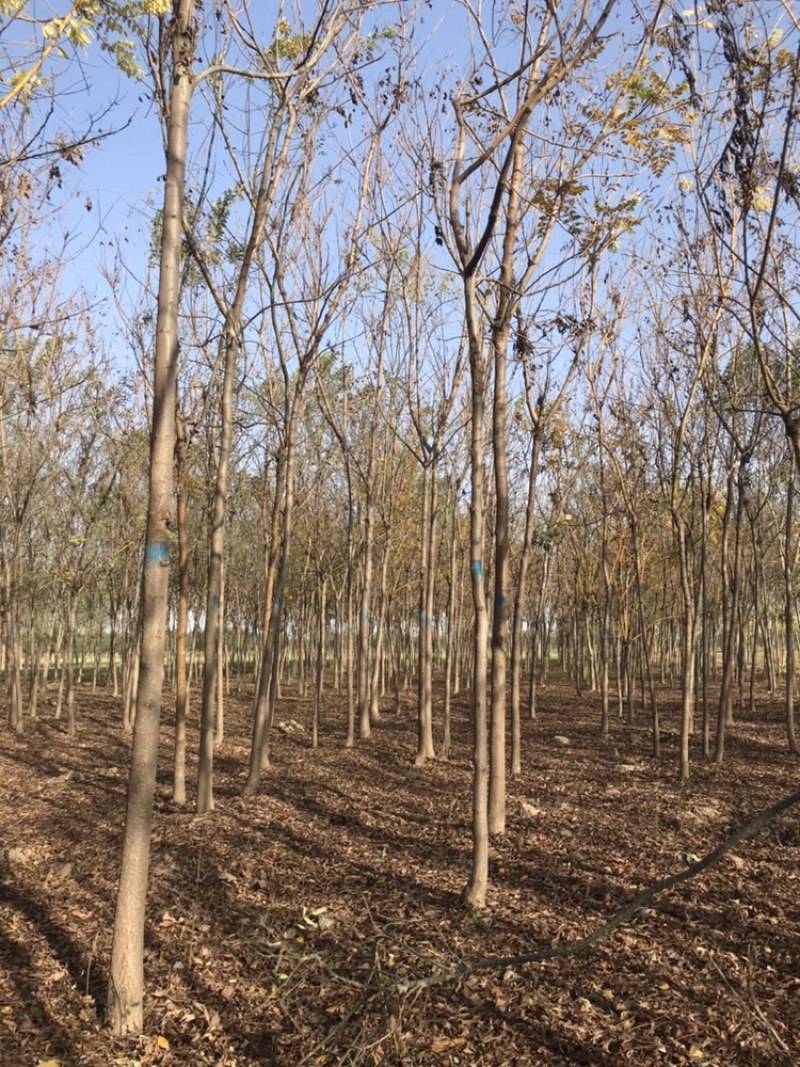 清地处理二级北栾4公分北栾5公分北栾6公分北栾