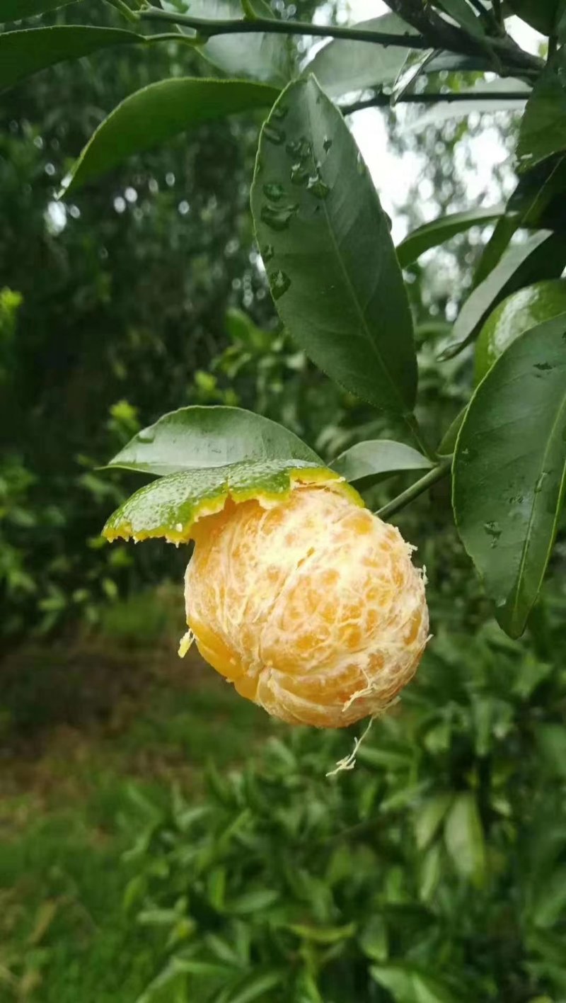 清香蜜橘，巴西柑，广西清香蜜橘，代收。代发