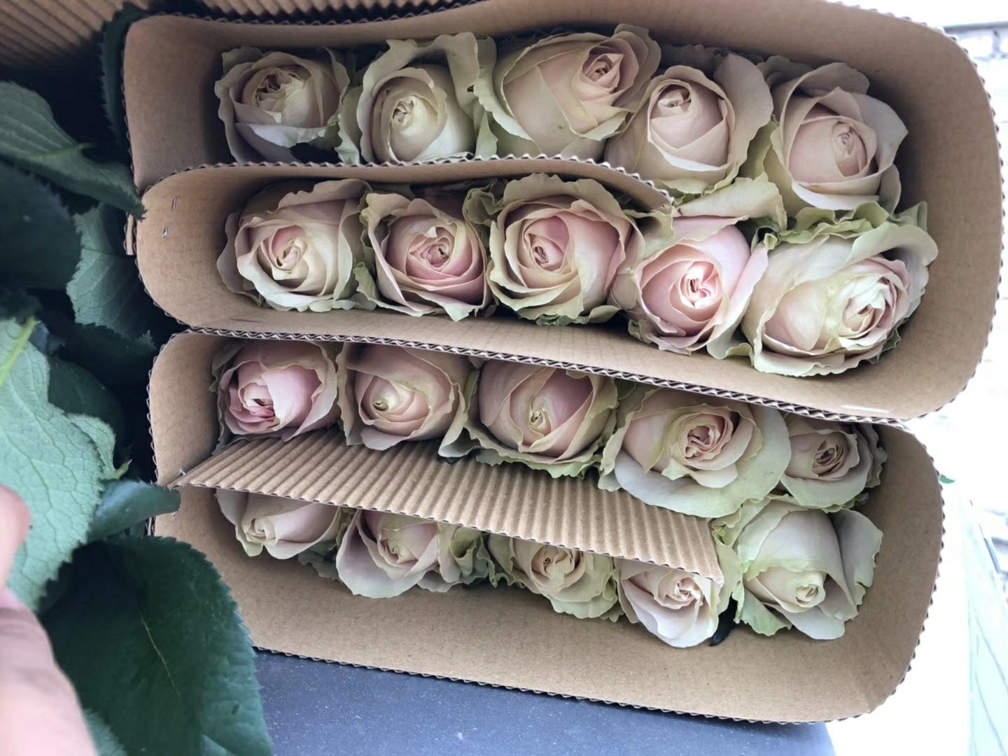 大花月季粉扇花束包装与物流发货现场