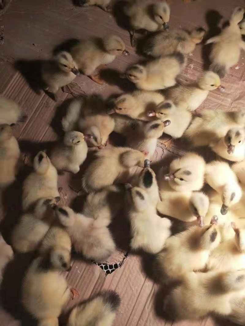 正宗大种白番鸭苗白番鸭苗包防疫包活成活运输死亡包赔