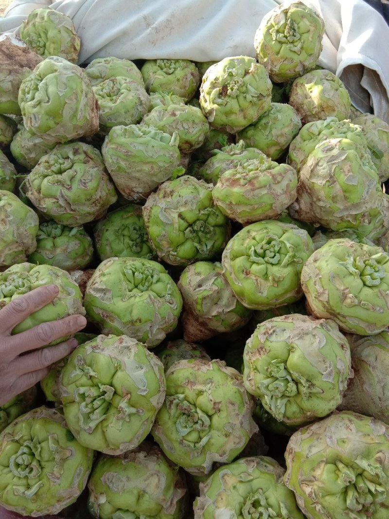 【推荐】汝州市芥菜从十月份以后大量上市货源充足