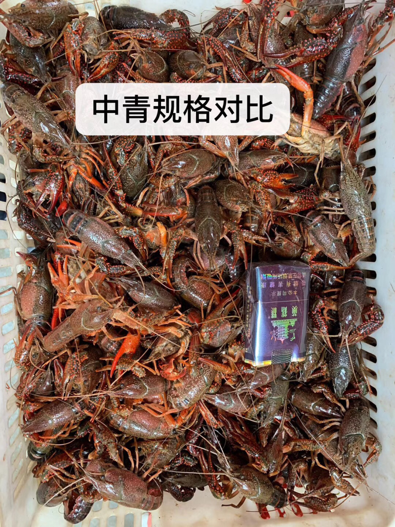 潜江小龙虾234/456/6789/9钱以上青红分开