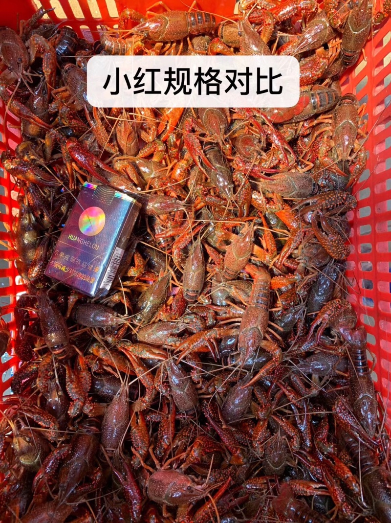 潜江小龙虾234/456/6789/9钱以上青红分开